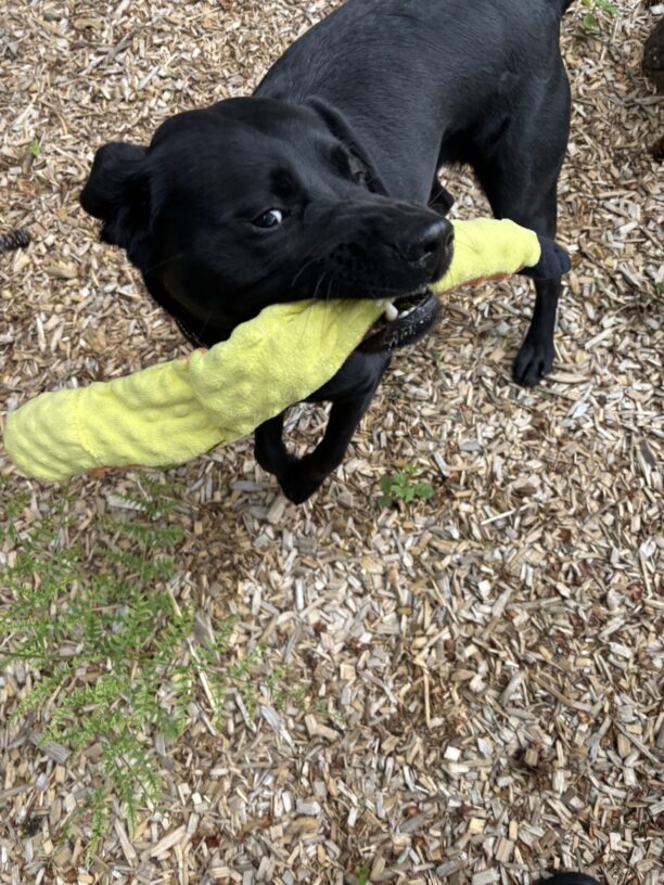 Nobuko, a female black Labrador Retriever, is jumping towards the camera with a stuffie snake in her mouth. Her head is faced to the side and her front two paws are in the air. In the background there are bark chips and small plants.