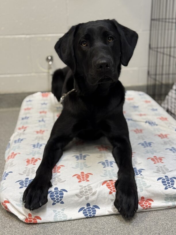 A portrait of Peggysue, a black Labrador retriever with bright yellow eyes, laying on a bed and looking at the camera. The bed has a white sheet with multi-colored sea turtles on it.