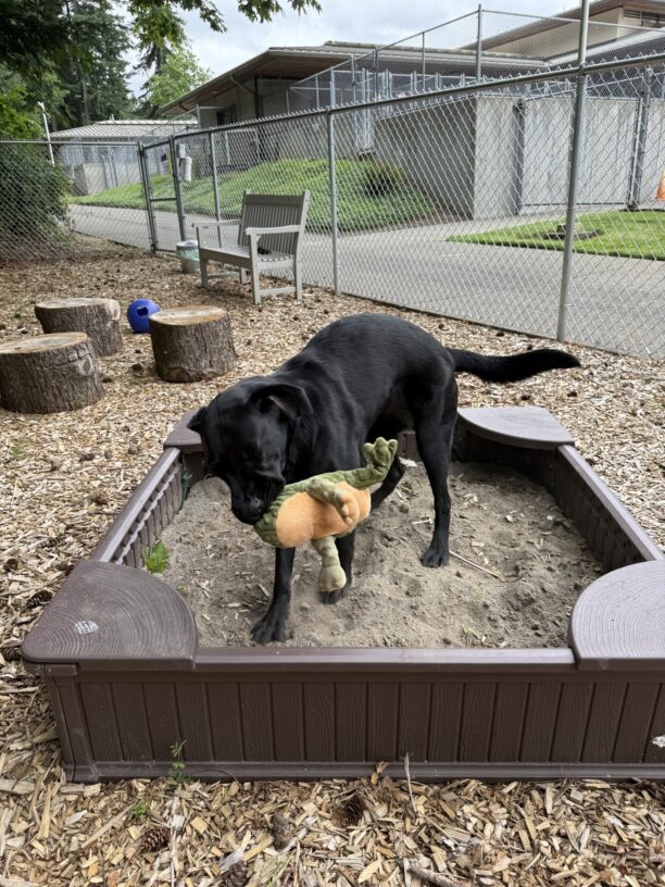 A photo of Peggysue, a black Labrador retriever, in the sandbox in our sensory garden. She is shaking a green and yellow stuffed frog in her mouth. Some wooden stumps, a bench, and a chain fence are visible in the background.