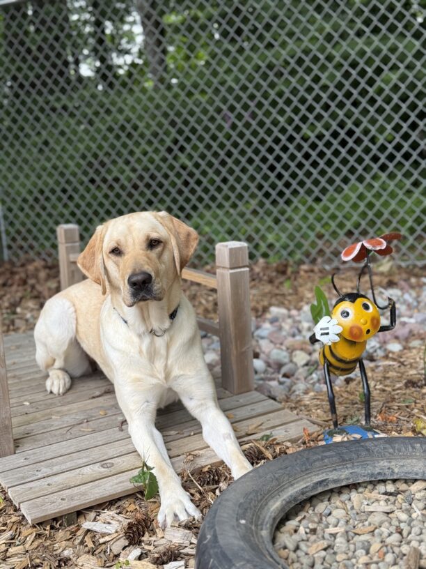 A portrait of Phaedra, a yellow Labrador retriever, laying on a wooden bridge in our sensory garden. Next to her is a small metal bee decoration and a tire filled with gravel.