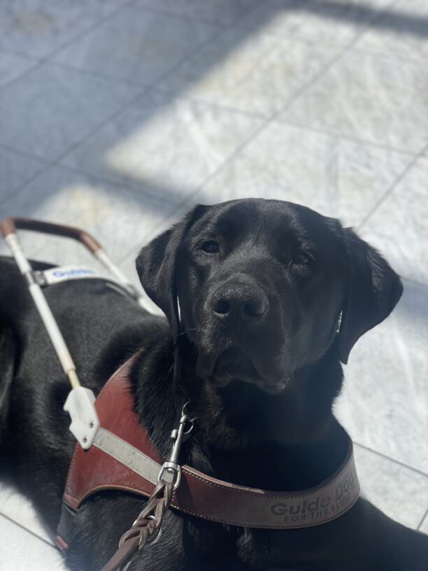 Poco lays on the tile in his GDB harness. He is looking at the camera with a serious face.