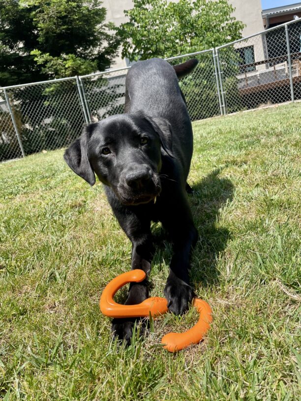 Poco play bows in the grass play yard with an orange toy.
