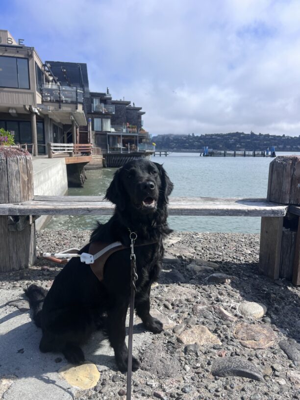 Posh is wearing her harness and is gazing at the camera with her mouth open in a happy smile. She is sitting next to the waterfront in Sausalito, California and in the background the water is visible, along with shops, potted flowers, and a wooden bench.
