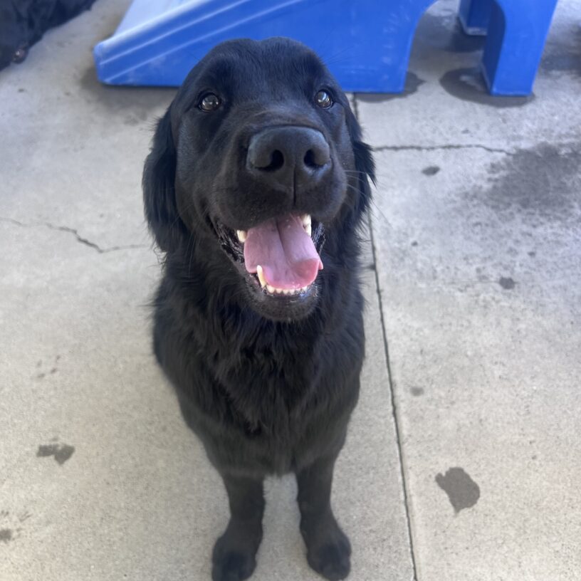 Posh is sitting in community run in front of a blue play structure. She is gazing up at the camera and smiling with her mouth open and tongue hanging out.