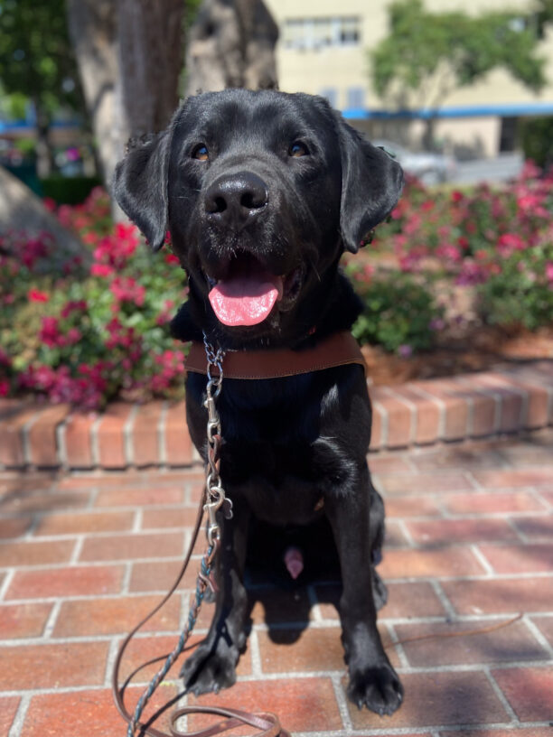 Radu sits on a brick walkway with a happy smiling dog face and tongue slightly out.