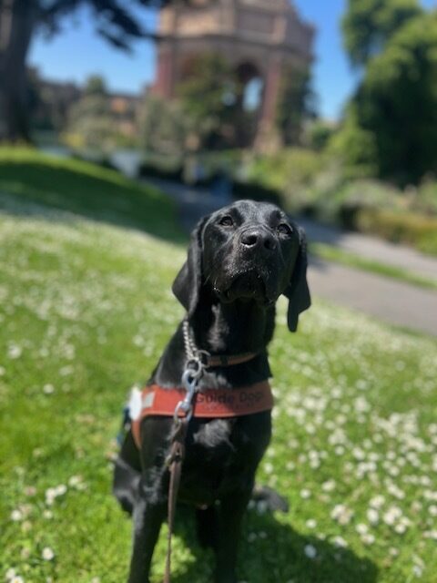 Petite black lab Raelyn sits in a field of grass with small white flowers. She has her ears back and her nose up towards the camera. Raelyn is wearing her leather harness with a blue soft handle and the SF Palace of Fine Arts is in the background.