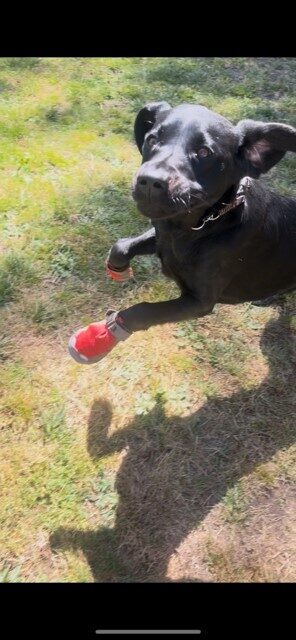 Black lab Raelyn leaps at the camera while wearing red booties on her front paws. She is looking at the camera and her ears are flapping out to the sides. She is on green grass.
