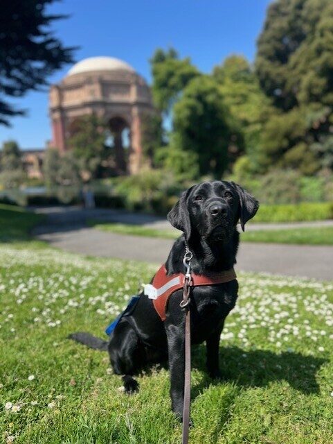 Black lab Riley sits in a grassy field with small white flowers. She is wearing her leather harness with a blue soft handle. Riley is looking up at the camera with her ears forward and the SF Palace of Fine Arts is in the background.