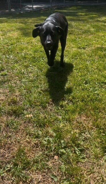 Black lab Riley is running towards the camera, she has her head low and both ears out to the side, mid stride. She is in a campus grass play yard.