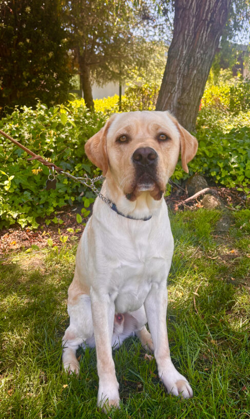 Rudder a male yellow Labrador Retriever is sitting on green grass in a sunlit garden. The dog has a light-colored coat with slightly darker fur on the ears and around the nose. It is wearing a collar with a leash attached, and is sitting calmly, facing forward. Behind the dog, there is a large tree trunk and lush greenery with sunlight filtering through the leaves, casting dappled light and shadow on the ground.