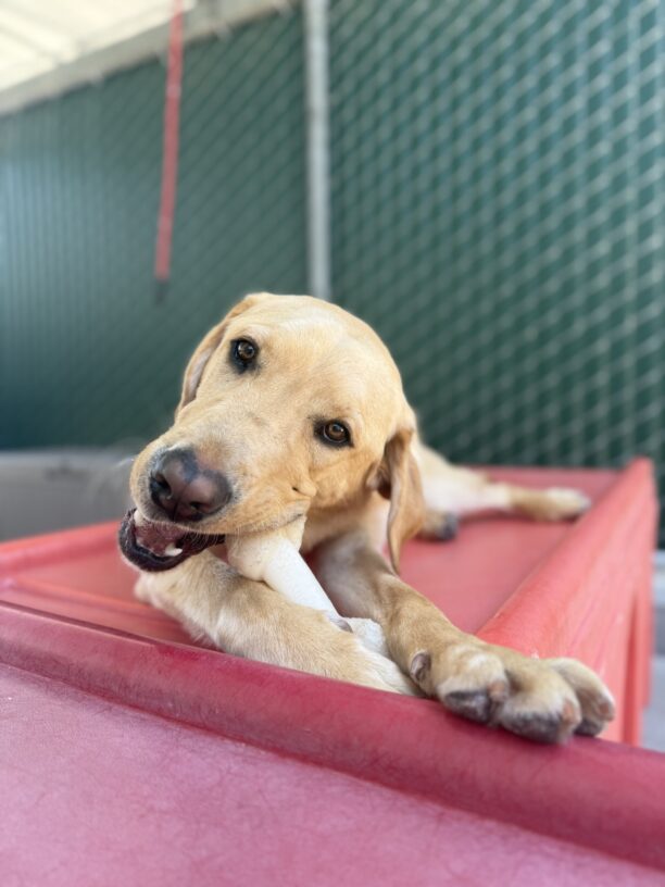 Seeker is laying down on a red play structure in the Community Run, looking at the camera as he chews a Nylabone.