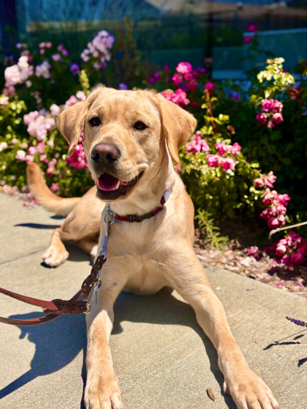 Serenade lays happily on a brick walkway in the sun with a bright pink flowering bush behind her.