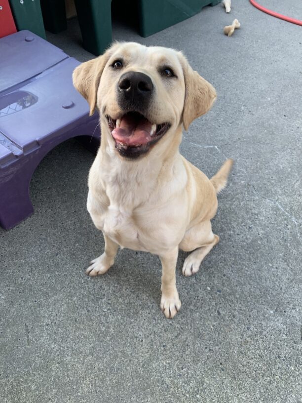 Female yellow lab