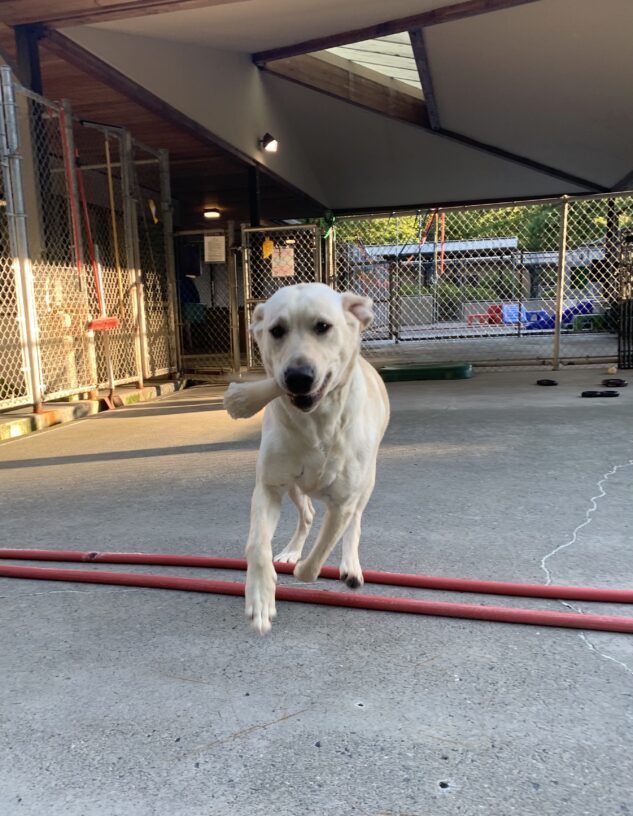 Female yellow lab