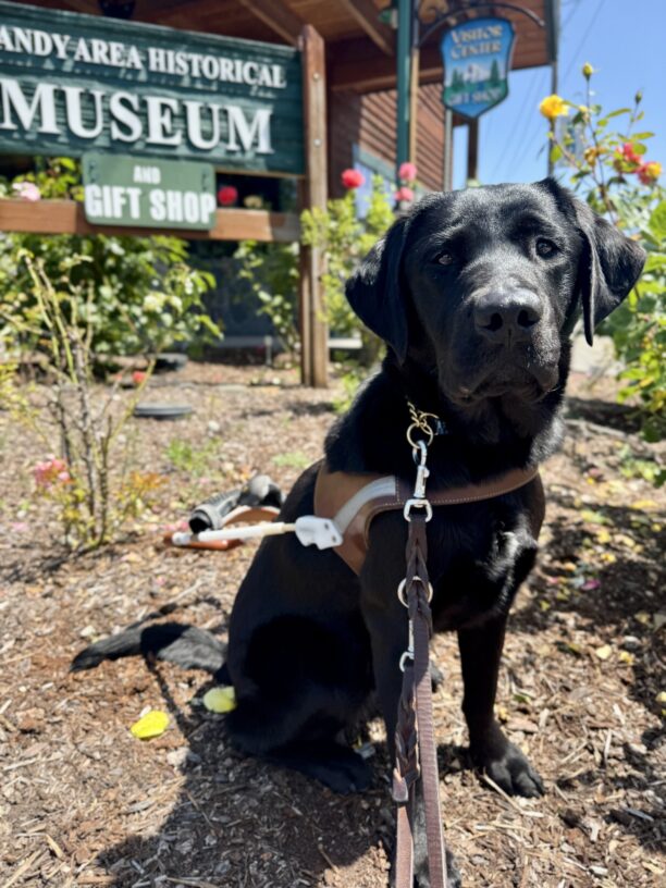 Skyler sits in harness looking at the camera in front of a bed of roses and a large sign for the Sandy Area Historical Museum