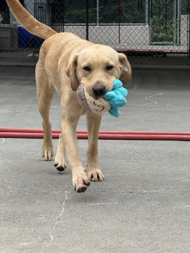 Sprout, a yellow Labrador retriever, trots towards the camera with a blue and tan stuffed octopus in her mouth. She is in the concrete community-run space and a red hose is visible on the ground in the background.