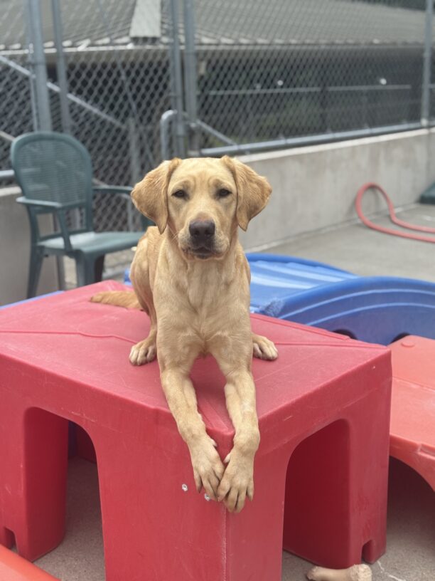 A portrait of Sprout, a yellow Labrador retriever, laying on a red plastic platform in the community-run area. She has her ears perked forward, her lips stuck on her teeth, and a serious expression on her face.