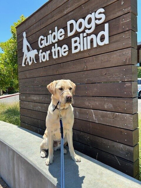 Sumner is sitting on a retaining wall, gazing off to the side with his ears perked. To his side is a wooden wall with the words Guide Dogs for the Blind in white letters.