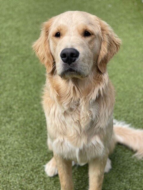 Talbot is sitting on the green grass looking towards the camera with a relaxed gaze.