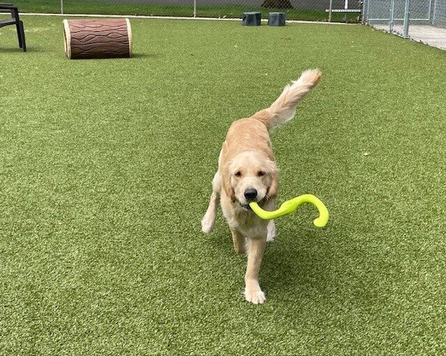 Talbot is sprinting towards the camera with a brightly colored toy in his mouth. He is on the green turf with plastic play structures in the background.