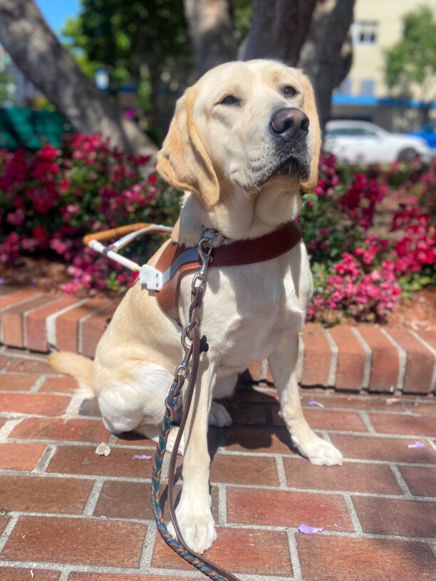 Talia a light yellow Labrador Retriever is sitting on a brick pathway, wearing a brown leather guide dog harness. The dog is looking slightly upward with a calm and focused expression. Behind the dog, there are bright pink flowers and large trees, with a few parked cars visible in the background on a sunny day.