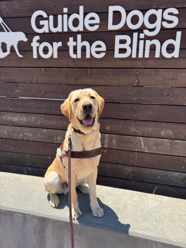 Taos sits in harness and looks directly into the camera. His mouth is parted open showing off his tongue. Behind him is a wooden sign with white lettering that reads