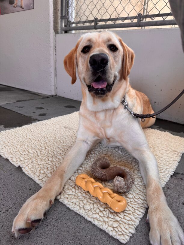 Taos lays on a fleece mat with two different shaped bones between his front paws. He takes a break from chewing to look into the camera for a picture.