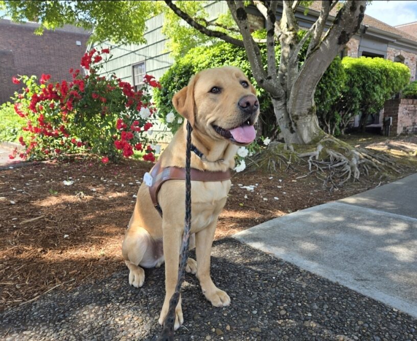 Teague is on his very first route! He's just wearing the harness body! He's sitting in front of a garden bed with roses and greenery in the background.