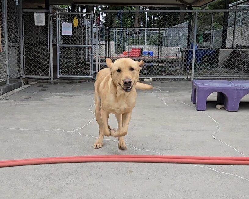 An action shot of Teague running in the Community Run of his kennel.