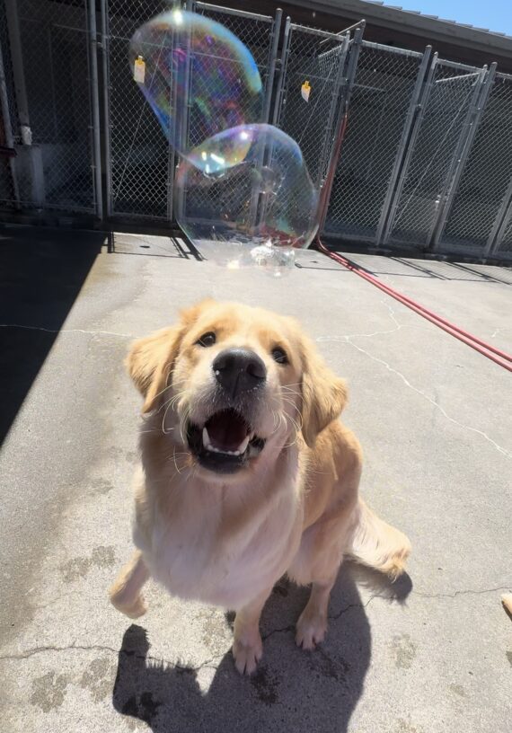 Tinker is staring at two giant bubbles above her head, she has one paw lifted looking as if she is about to jump towards the bubbles!