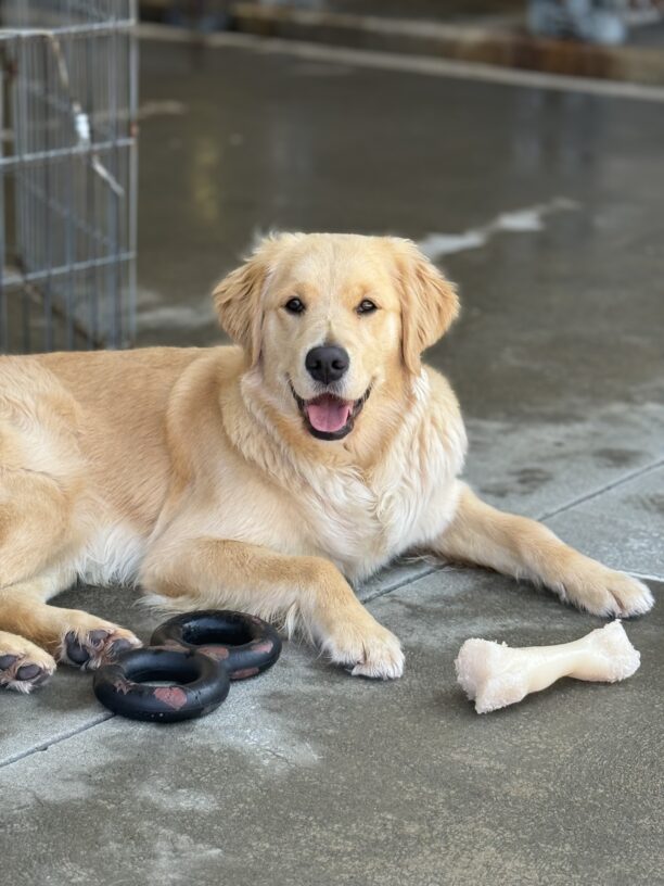 Tinker looks at the camera with a goofy smile, in a relaxed down position surrounded by a bone and tug toy.