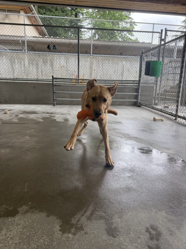 Ty is enthusiastically playing in the community run area. He is mid jump with an orange stuffed fox toy in his mouth.
