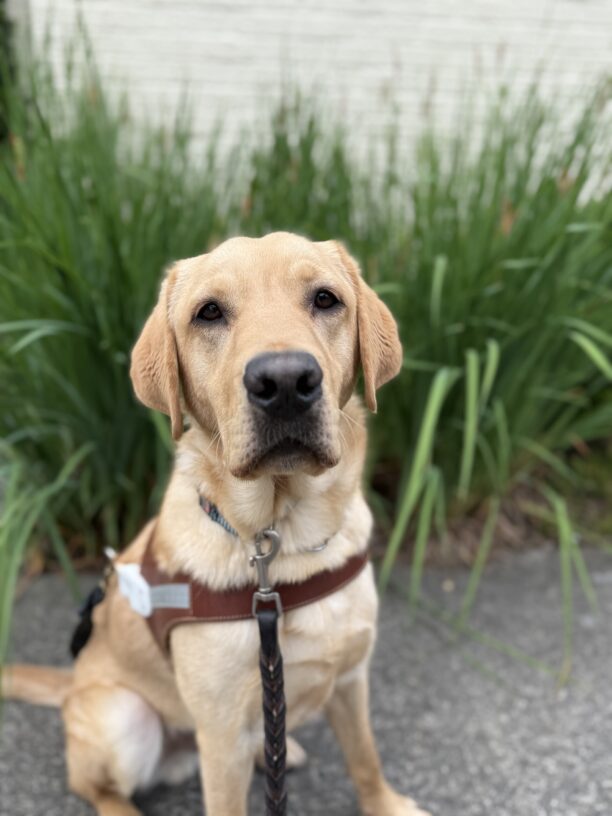 Ty sits in front on a landscaped area with tall green grasses. He is wearing his guide dog harness and intently looking at the camera waiting for a kibble for a job well done.