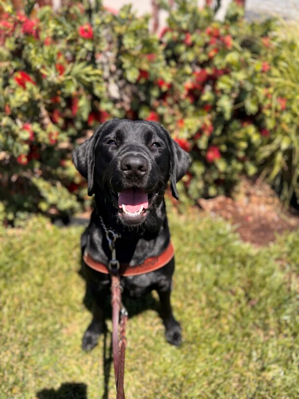 Vanya sits in harness with her mouth parted open, giving the appearance of a smile. She stares directly into the camera. Behind her are green shrubs with red flowers.