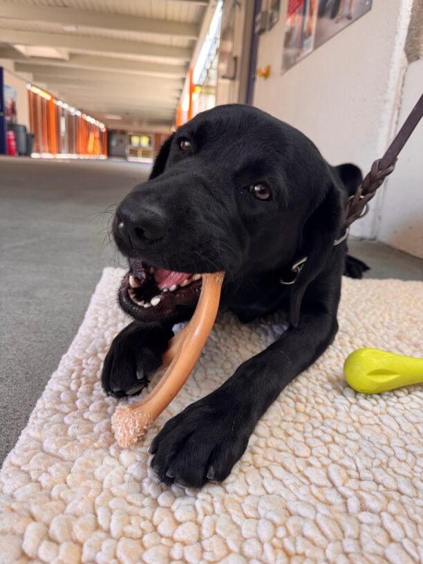 Vanya lays on a fleece mat while she chews on a wishbone benebone held between her front paws.