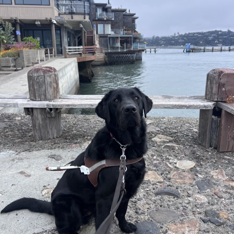 Vector is wearing his harness and is gazing up at the camera with a focused expression on his face. He sitting next to the waterfront in Sausalito, California and in the background the water is visible, along with shops, potted flowers, and a wooden bench.