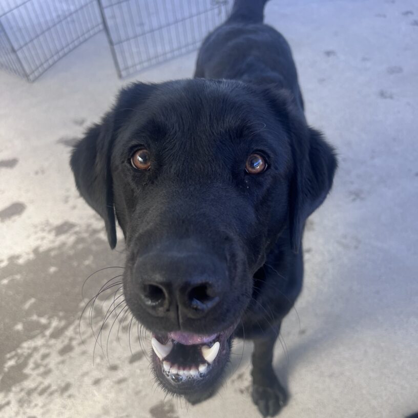 Vector is standing in community run where he has just played a great game of tug with his friends. He is looking up at the camera with his mouth open in a happy smile.