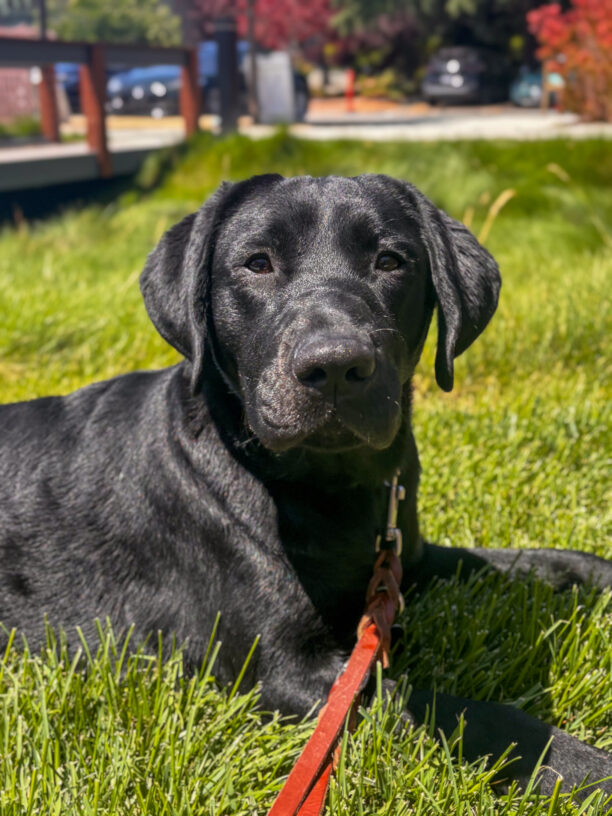 Venus, a black Labrador is lying on green grass, wearing a leash. Trees and parked cars are visible in the sunny background.