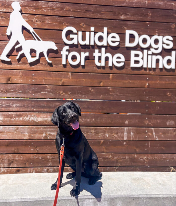 Venus, a black Labrador sits on a bench in front of a wooden wall with a large sign that reads “Guide Dogs for the Blind.” The dog is leashed and looks happy with its tongue out.