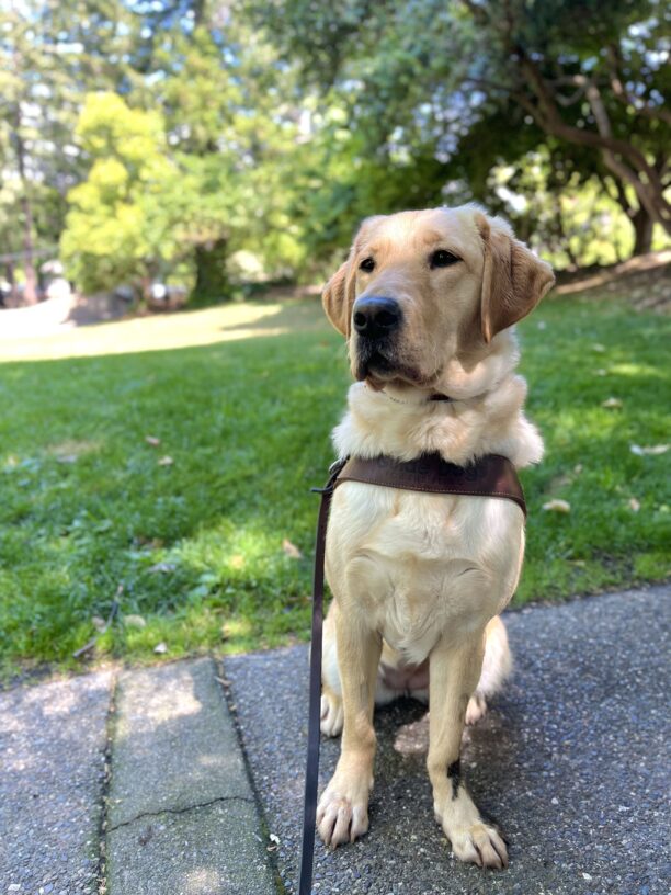 Vianey sits in harness on a paved walkway in front of a grassy park. It is a sunny day, and Vianey is facing the camera with her head turned slightly to the side.
