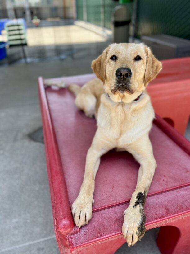 Vianey lays down on a play structure in the community run. She is facing the camera and is looking forward with a calm, interested expression.