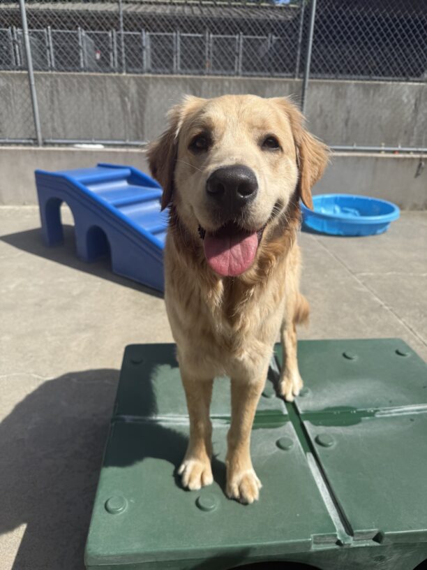 Warrick standing on a play structure during community run. He is looking at the camera with his signature, adorable look: ears forward, mouth open, tongue out!