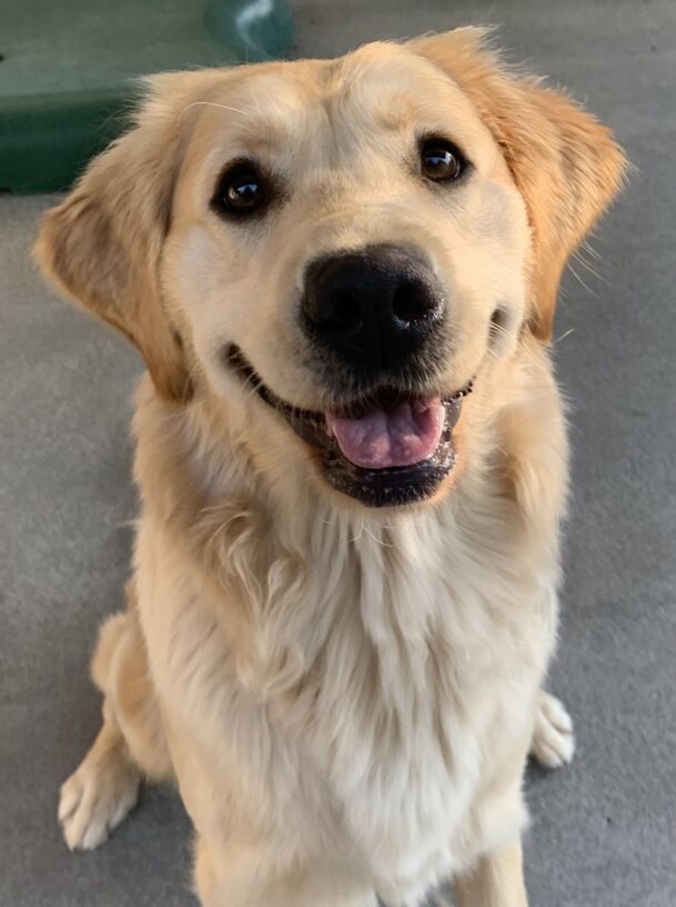 Female longhaired golden/yellow lab cross