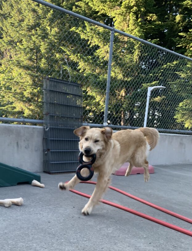 Female longhaired golden/yellow lab cross