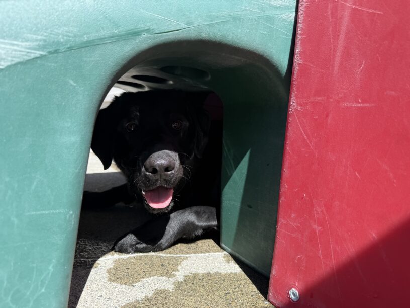 Wolf, a male black lab, lays down under a dark green and red plastic play structure in one of our community run areas. The photo is close-up to an arch under the structure, where Wolf pokes his head out just a little bit. His mouth is open and he has a playful look on his face, with the sun lighting up his nose while the rest of his face is in the shadows of the play structure.