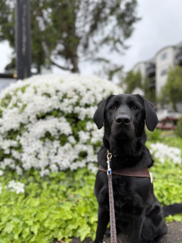 Wolf, a male black lab, sits on a sidewalk in his GDB harness. He looks at the camera with a serious expression. Out of focus in the background, a large green bush blooms with vibrant white flowers.