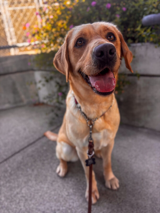 Zuella, a yellow Labrador is sitting on a concrete surface, looking up with a happy expression and mouth open. The dog is on a leash, with flowers and greenery in the background.