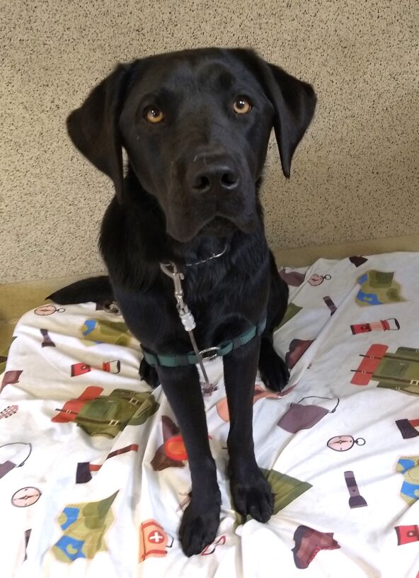Black Lab Macallan is sitting up on a doggie bed looking into the camera with his light brown eyes.