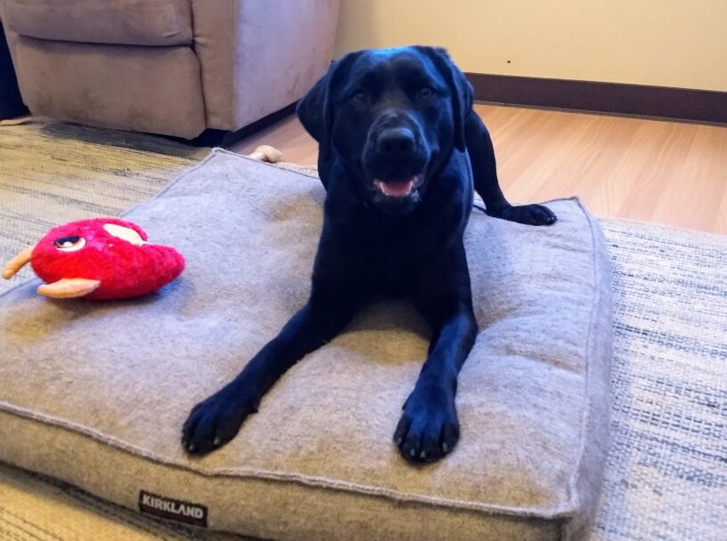 Black lab Bondi is laying on a dog bed, looking at the camera. There is a red toy close to her.