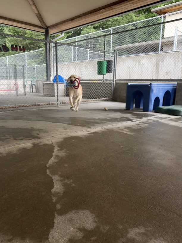 Draeger runs in the community run area with toy tug rings hanging from his mouth.